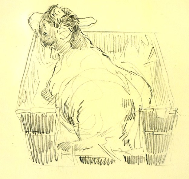 goat in a bucket_2013