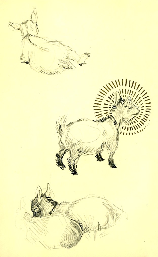 goats_2013001